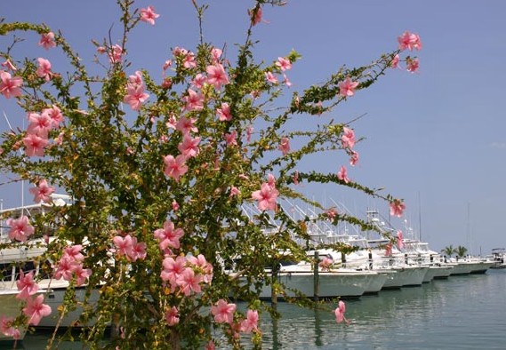 Abaco Beach Resort & Boat Harbour