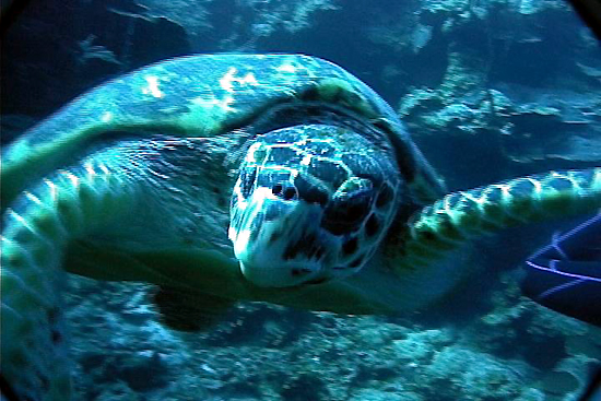 Absolute_ Divers_ In_ Grand_ Cayman