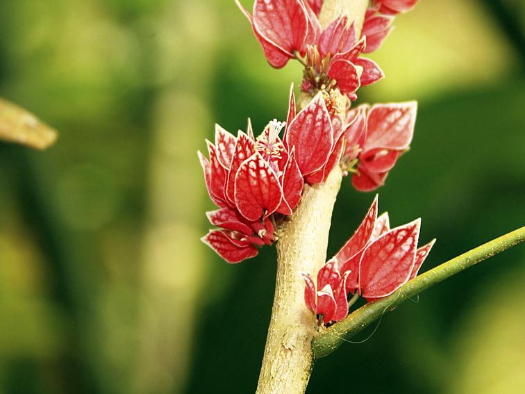 Andromeda_ Botanical _Gardens