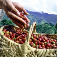 Blue-Mountain-Coffee-Beans