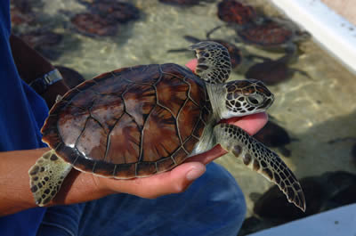 Cayman _Turtle_ Farm