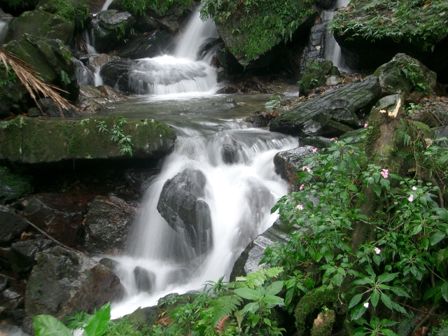 El _Yunque _Rainforest