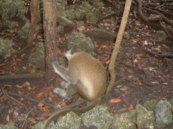 Natural _Wonders _of -Barbados green-monkey