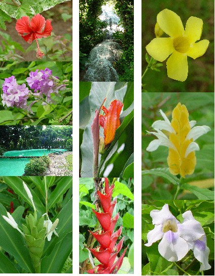 Shaw Park Gardens_ocho rios