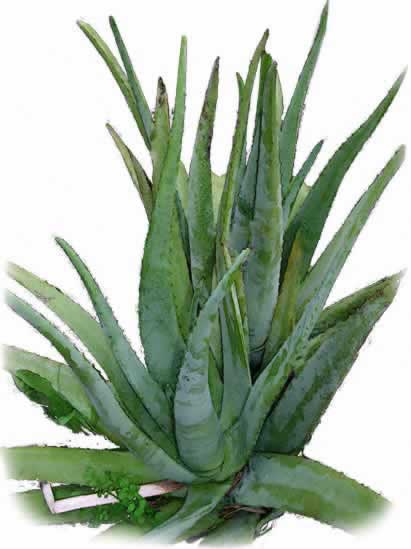 Essence of Aruba-aloe-vera