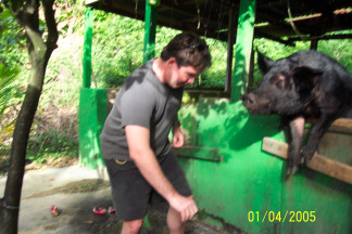 St. Croix-beer-drinking-pig